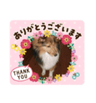 アシュのゆるかわスタンプ（個別スタンプ：8）