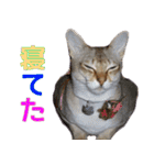 のほほん太っちょボーイズ2（個別スタンプ：11）