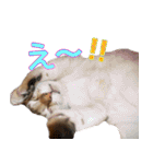 のほほん太っちょボーイズ2（個別スタンプ：16）