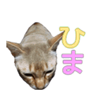 のほほん太っちょボーイズ2（個別スタンプ：18）