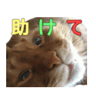のほほん太っちょボーイズ2（個別スタンプ：20）