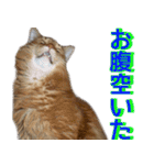 のほほん太っちょボーイズ2（個別スタンプ：26）