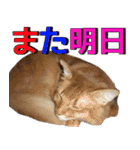 のほほん太っちょボーイズ2（個別スタンプ：27）