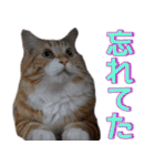 のほほん太っちょボーイズ2（個別スタンプ：34）