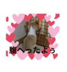 はるちゃん その二（個別スタンプ：1）