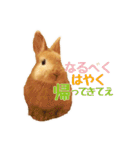 うさぎのニコ(ネザーランドドワーフ)（個別スタンプ：1）