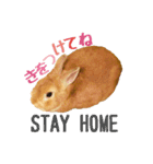 うさぎのニコ(ネザーランドドワーフ)（個別スタンプ：2）