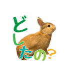 うさぎのニコ(ネザーランドドワーフ)（個別スタンプ：3）