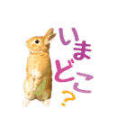 うさぎのニコ(ネザーランドドワーフ)（個別スタンプ：4）