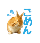 うさぎのニコ(ネザーランドドワーフ)（個別スタンプ：5）