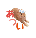 うさぎのニコ(ネザーランドドワーフ)（個別スタンプ：6）