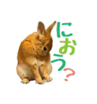 うさぎのニコ(ネザーランドドワーフ)（個別スタンプ：7）