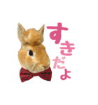 うさぎのニコ(ネザーランドドワーフ)（個別スタンプ：8）