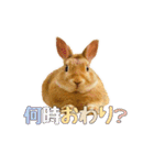 うさぎのニコ(ネザーランドドワーフ)（個別スタンプ：9）