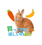 うさぎのニコ(ネザーランドドワーフ)（個別スタンプ：10）