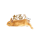 うさぎのニコ(ネザーランドドワーフ)（個別スタンプ：11）