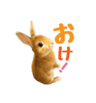 うさぎのニコ(ネザーランドドワーフ)（個別スタンプ：12）