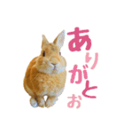 うさぎのニコ(ネザーランドドワーフ)（個別スタンプ：13）