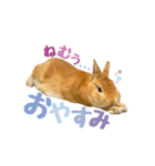 うさぎのニコ(ネザーランドドワーフ)（個別スタンプ：14）