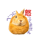 うさぎのニコ(ネザーランドドワーフ)（個別スタンプ：15）