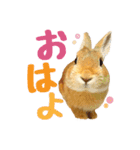 うさぎのニコ(ネザーランドドワーフ)（個別スタンプ：16）
