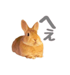 うさぎのニコ(ネザーランドドワーフ)（個別スタンプ：17）