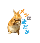 うさぎのニコ(ネザーランドドワーフ)（個別スタンプ：19）