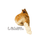 うさぎのニコ(ネザーランドドワーフ)（個別スタンプ：20）