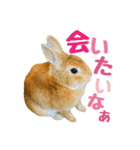 うさぎのニコ(ネザーランドドワーフ)（個別スタンプ：21）