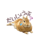 うさぎのニコ(ネザーランドドワーフ)（個別スタンプ：22）