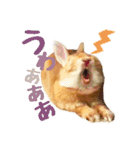 うさぎのニコ(ネザーランドドワーフ)（個別スタンプ：23）