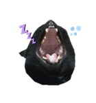 黒猫のむうた（個別スタンプ：2）