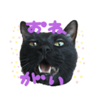 黒猫のむうた（個別スタンプ：3）