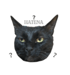 黒猫のむうた（個別スタンプ：4）
