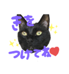 黒猫のむうた（個別スタンプ：8）