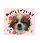 犬のロッキー3（個別スタンプ：4）