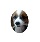 犬のロッキー3（個別スタンプ：5）
