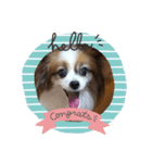 犬のロッキー3（個別スタンプ：6）