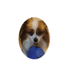 犬のロッキー3（個別スタンプ：7）