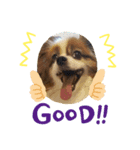 犬のロッキー3（個別スタンプ：8）