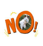 犬のロッキー2（個別スタンプ：1）
