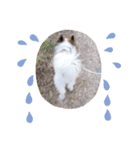 犬のロッキー2（個別スタンプ：4）