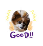 犬のロッキー2（個別スタンプ：6）