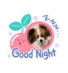 犬のロッキー2（個別スタンプ：7）