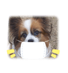 犬のロッキー2（個別スタンプ：8）