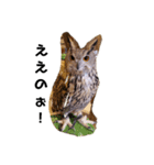 フクロウ桑名弁（個別スタンプ：1）