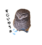 フクロウ桑名弁（個別スタンプ：2）