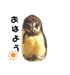 フクロウ桑名弁（個別スタンプ：3）