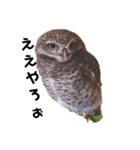 フクロウ桑名弁（個別スタンプ：4）