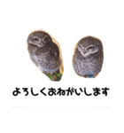 フクロウ桑名弁（個別スタンプ：5）
